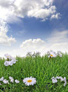 blomstereng