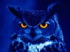 Nattugle_night_owl