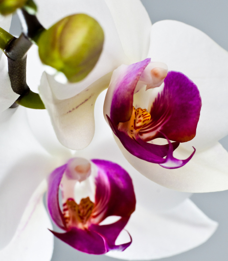Interflora