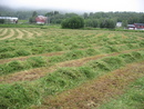 Høyonn