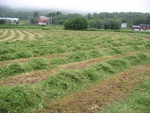 Høyonn