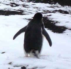 Pingvin_vignett