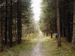 Granskog