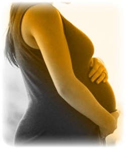 Gravid