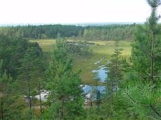 Gåseflo Rakkestad