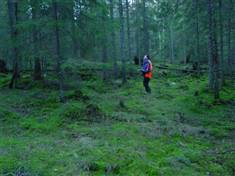 Miljøregistrering før hogst.jpg Miljøregistrering før hogst.jpg