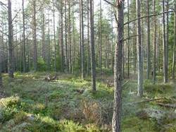 Ung furuskog.jpg