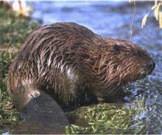 Bever.jpg Bever.jpg