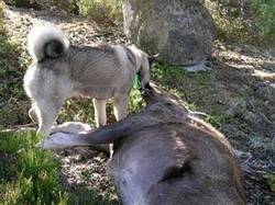 Ettersøksring-elg og hund.jpg Ettersøksring-elg og hund.jpg