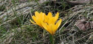 Krokus