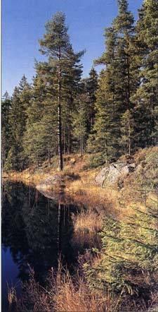 Skog.jpg