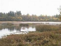 Våtmarksområde.jpg Våtmarksområde.jpg
