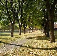 frognerparken_trar_cropped_187x184