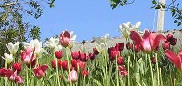 Tulipanblomstring
