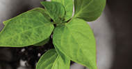 friske-organisasjonerjpg