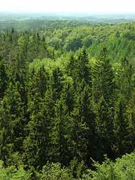 SKOG
