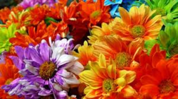 Blomst.jpeg Blomst.jpeg