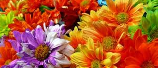 Blomst.jpeg Blomst.jpeg