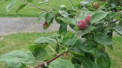 epler på tre nærbilde_1163x652