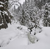 Snoeforhold
