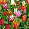 Tulipaner_ingress_1378783_28978165