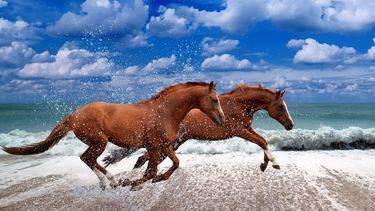 hest 2