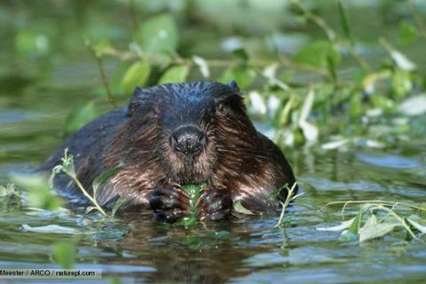 Bever
