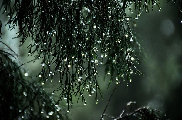 skog regn