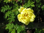 Gul rose