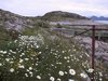 Flatøya, Foto: Gunnar Grytøyr