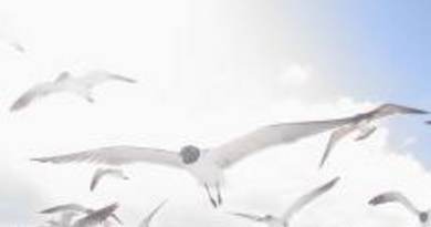 209732_miami_seagulls_cropped_229x186