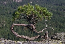 natur_bonsi_250x170