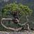 natur_bonsi_250x170