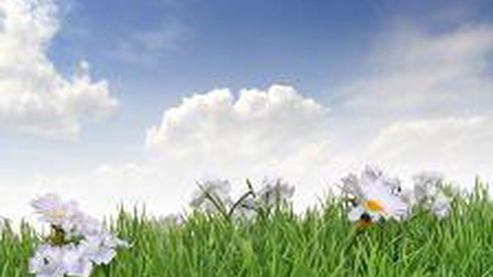 blomstereng