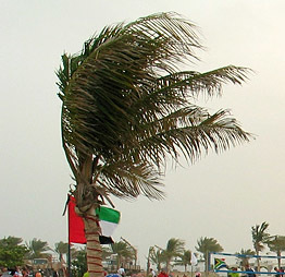 Palme_vind04_250