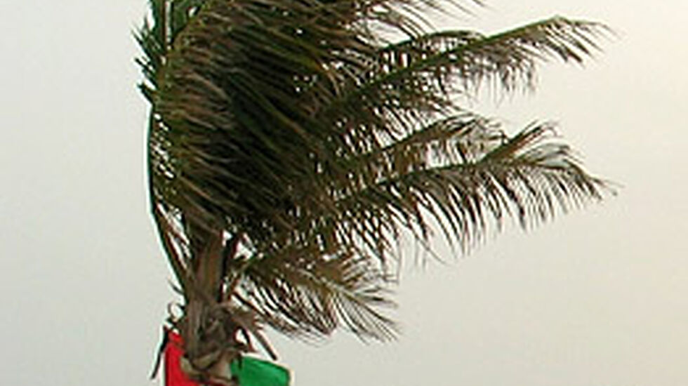 Palme_vind04_250