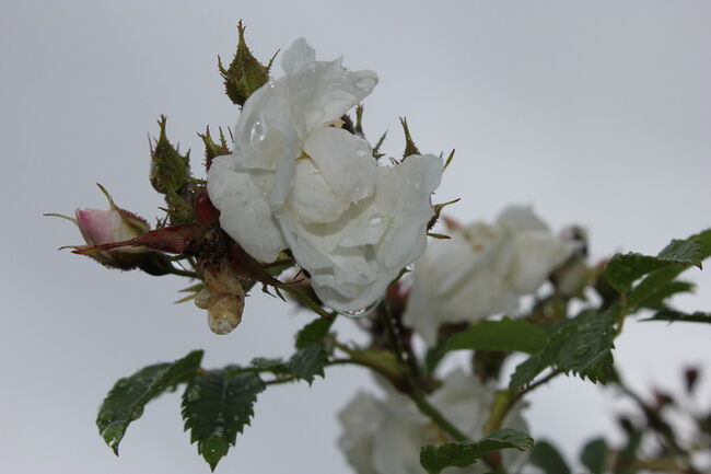 hvit rose