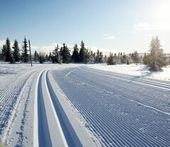 Sjusjoen_loype_240x207