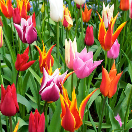 Tulipaner_ingress_1378783_28978165