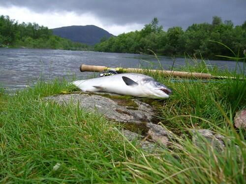 Laksefiske Laksefiske