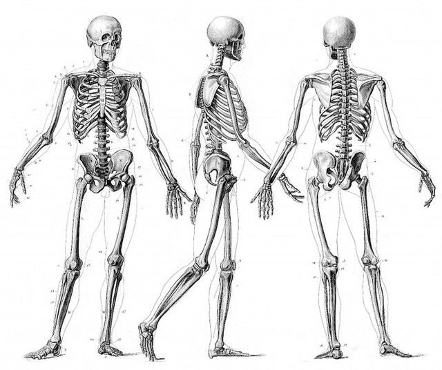 skeleton-690x578_640x536