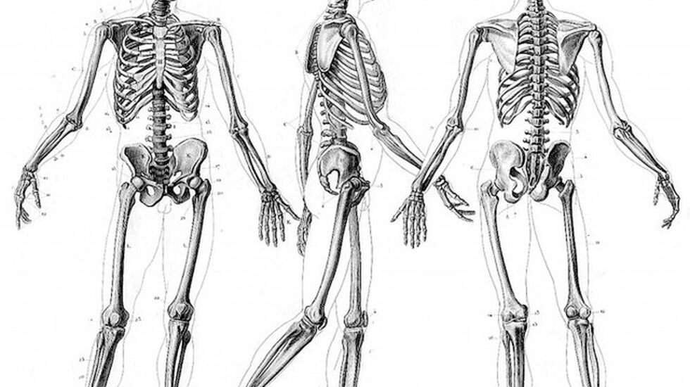 skeleton-690x578_640x536