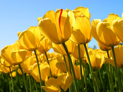 Tulipaner gule.jpg