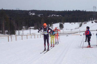 halvbirkenvinjar