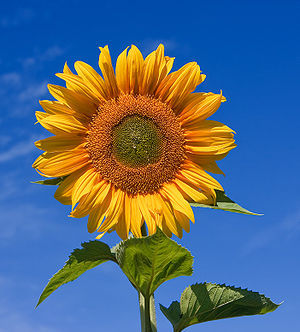 Blomst Solsikke