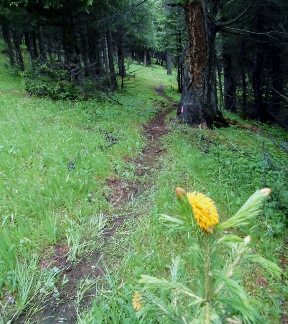 dag 2d (570x640).jpg