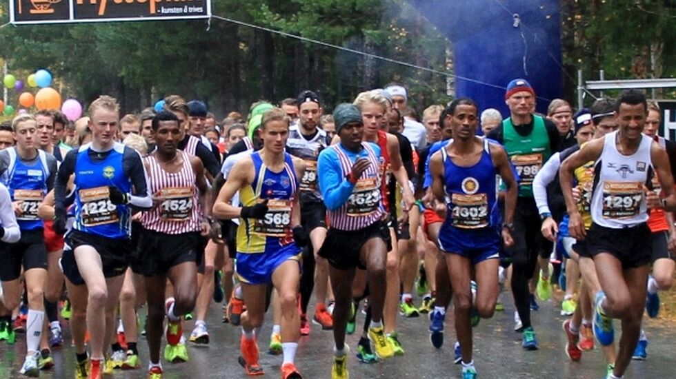 Hytteplanmila samler et knallsterkt felt hvert år... her fra starten 2014 (foto: Olav Engen)