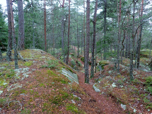 Snøfritt terreng i Skjebergmarka februar 2016 (foto: Olav Engen)