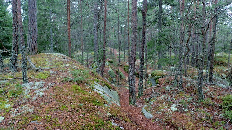 Snøfritt terreng i Skjebergmarka februar 2016 (foto: Olav Engen)