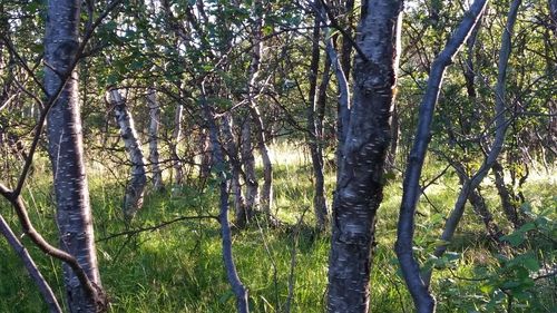 Skog Skog